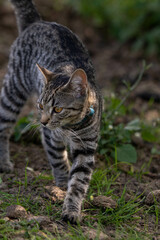 Tabby cat walking prowling in nature