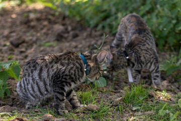 two tabby cats playing outside on the farm