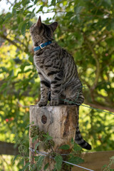 Tabby cat sitting on stump outside in nature