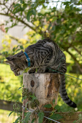 Tabby cat sitting on stump outside in nature