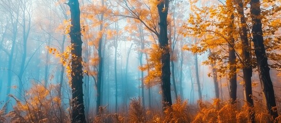 Fototapeta premium View of a cool forest full of mist in autumn
