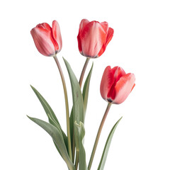 Tulips isolated on transparent background