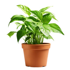 plant in a pot isolated on transparent background