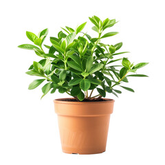 Fototapeta premium plant in a pot isolated on transparent background