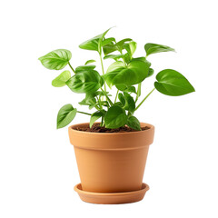 plant in a pot isolated on transparent background