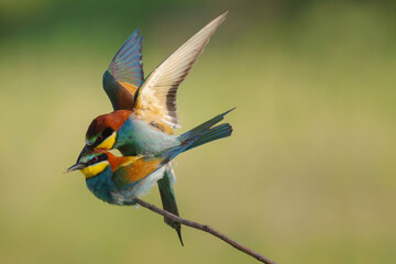 Two European bee-eater, Merops apiaster, sitting on a stick mating, in nice warm morning light, Burdur,Turkey. Clean green background