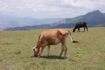 Kühe am Aussichtspunkt Mirador de Ventolera mit Blick nach Escazú und San José in den Bergen von...