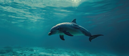 Dolphins swimming under clear sea water