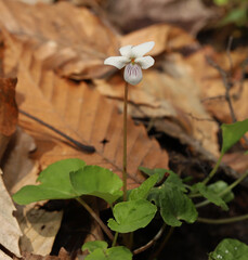 Looking into the tiny white flower of a Sweet White Violet (Viola blanda) growing in an eastern...