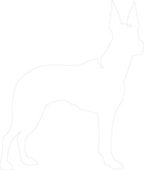Fototapeta premium Doberman pinscher outline