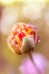 Fototapeta premium Tulipany, kwiaty wiosenne, kwiatowa polana 