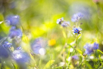 Wiosenny niebieski kwiat, niezapominajka na polanie	