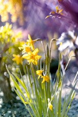 Żółte kwiaty, rozmyte tło., sezon wiosenny, kwiatowy wzór	