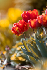 Tulipany, kwiaty wiosenne, kwiatowa polana 	
