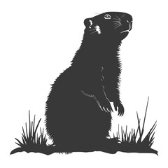 Fototapeta premium Silhouette Groundhog animal black color only full body