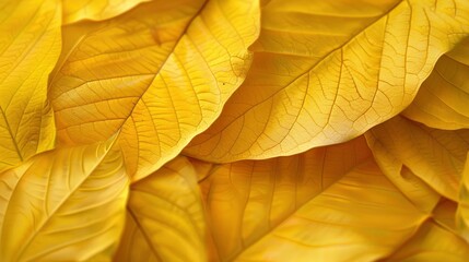close up of yellow and gold leaves, neutral background