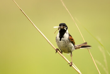 Common reed bunting holding an insect in its beak