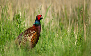 Common Pheasant male standing in a meadow