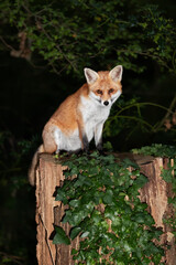 Portrait of a red fox sitting on a tree in a forest
