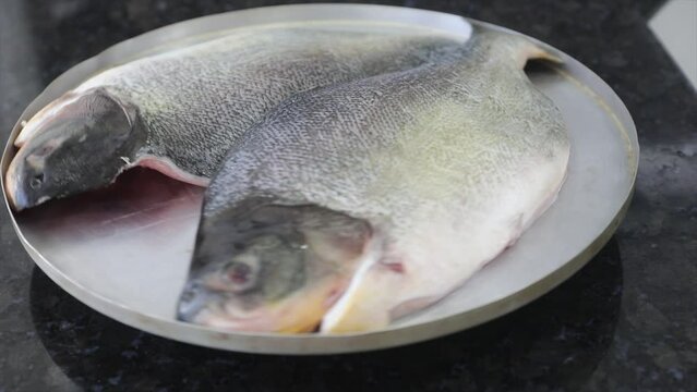 Fresh fishTambaqui (Colossoma macropomum) typical Brazilian freshwater fish from the Amazon and Pantanal. 4K video