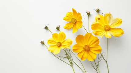 Vibrant Cosmos Flowers on Watercolor Paper Generative AI