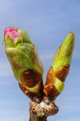 Zierkirschenblüte 14