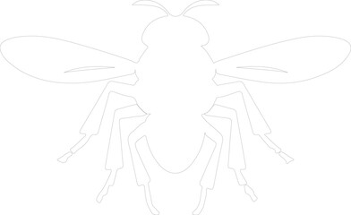 fruit fly outline