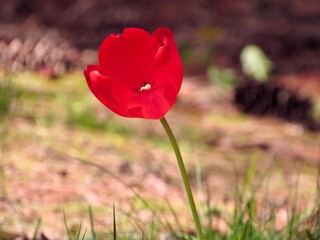 Obraz premium Red Tulip in the garden 