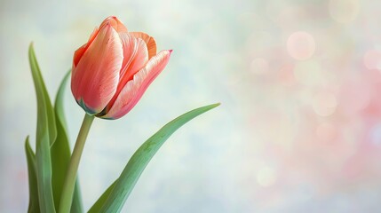 Fototapeta premium Blooming Tulip Flower in Spring Generative AI