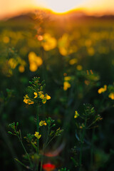 The beginning of the bursting of canola flowers