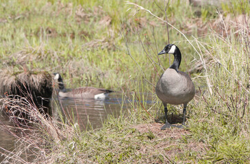 Canadian goose at the Pitt River Dike Scenic Point during a spring season in Pitt Meadows, British Columbia, Canada
