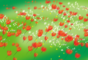 red poppies background