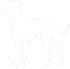 Obraz premium greyhound outline