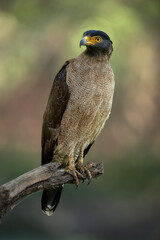 Professional portrait of a crested serpent eagle perched on a dry tree branch with a blurred green-orange background on a summer afternoon