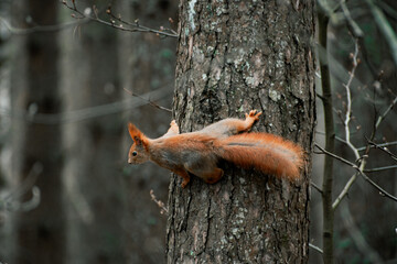 squirrel on a tree in forest
