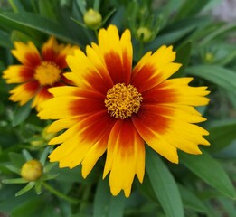 Coreopsis (1)