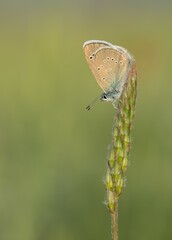 flowers and butterfly in natural life