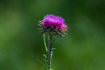 Whispers of the Thistle. A Close-Up Elegance. Green , blurry background.