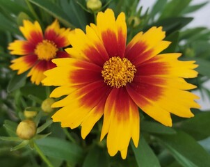 Coreopsis (2)