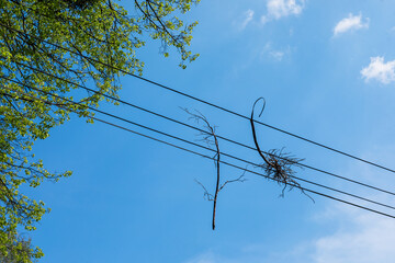tree branches hanging from high voltage lines  - obrazy, fototapety, plakaty