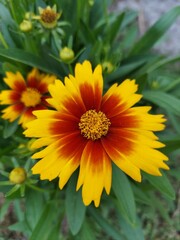 Coreopsis (3)