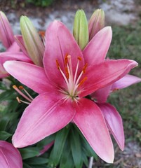 Asiatic Lily (1)