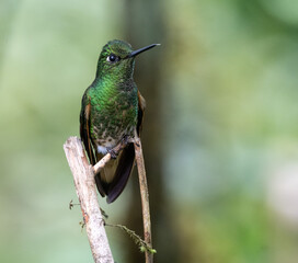 Iridescent hummingbird perched between two dead branches