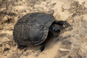 turtle on the sand