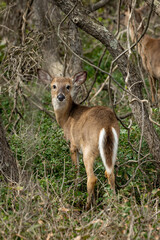 deer in the woods