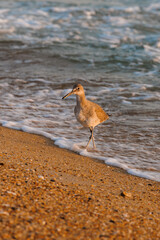 sand piper on the beach