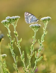 flowers and butterfly in natural life