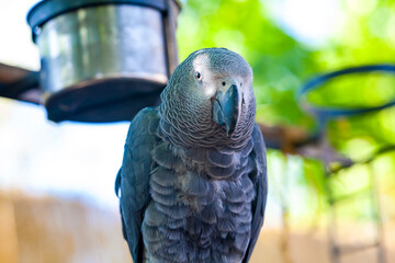 gray parrot