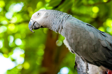 grey parrot portrait