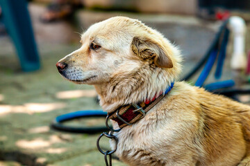 portrait of a dog